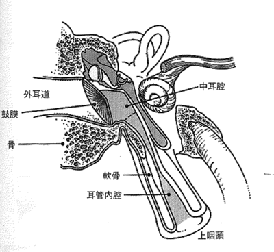 耳管の解剖