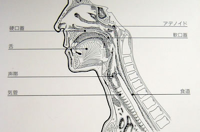 咽喉頭（のど）の構造