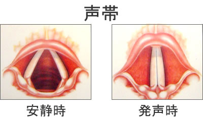 咽喉頭（のど）の構造